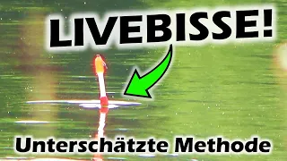 LIVEBISSE beim Posenangeln auf KARPFEN | Karpfenangeln mal anders !