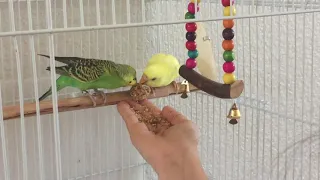 Budgies eating from my hand, Parakeets, February 2, 2020