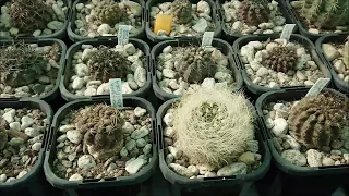 When and How To Water Cacti - Pre Growing Season