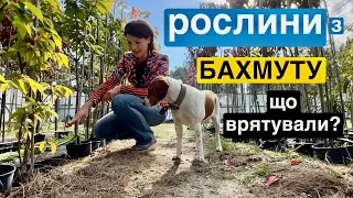 Рослини з Бахмуту. Чи вдалося врятувати ексклюзивні  дерева?