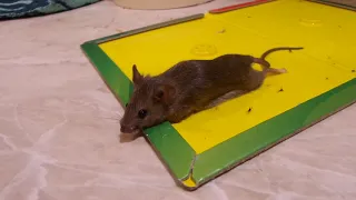 i Поймали мышь на Клей ловушку - липучку капкан Caught a mouse with a Velcro trap Ukraine 20200816
