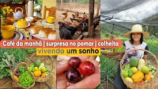 Café da manhã a dois | mostrando as belezas  da nossa chácara | colheita de frutas e verduras