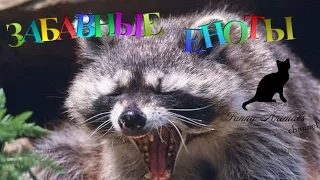 Забавные еноты #1. Приколы про енотов. Funny raccoons compilation Part 1. Funny Animals