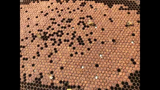 MSU Beekeeping Q & A October 2020