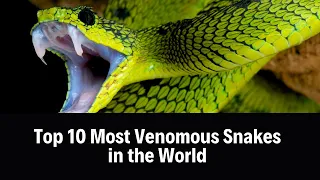 Top 10 Most Venomous Snakes! 😱🔥 You Won't Believe #1! 🐍