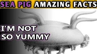 Amazing 😍 Facts About SEA PIG|Animal Fact Files|Mind Warehouse Facts|Animal Planet|The Richest