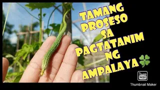 Tamang proseso sa pagtatanim ng Ampalaya || KaGulay Blessed Life