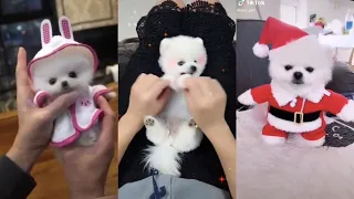 Tik Tok Chó Phốc Sóc Mini 😍 Funny and Cute Pomeranian #35