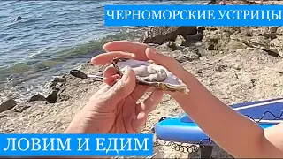 Черноморские устрицы и мидии - ловим и едим