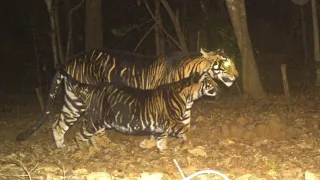 Black Tigers of India | Similipal Tiger Reserve