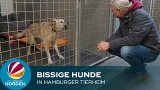 Schlecht erzogen: Bissige Hunde im Tierheim in Hamburg