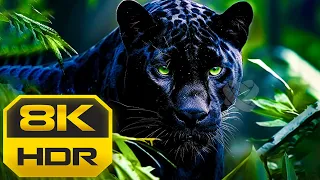 DOLBY VISION 8K HDR 60fps: Beautiful of the Animal Kingdom - With Colorfully Dynamic