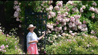 Spectacular ROSE Garden TOUR🌿🌹 [New York Botanical Garden]🌹🌿