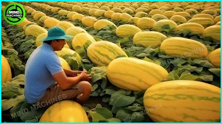 The Most Modern Agriculture Machines That Are At Another Level , How To Harvest Pumkins In Farm ▶15