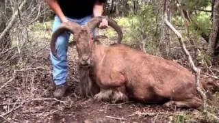 Aoudad Sheep Hunting Adventure - Another Amazing Aoudad Hunt on Texas V-Bharre Ranch