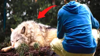 Man helps dying she wolf. Years later, the unbelievable happened