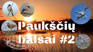 Paukščių balsai 2