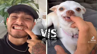 🔥the most angry nikki chihuahua compilation। chihuahua dog #20। Fanny chihuahua TV