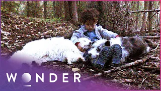 This Boy Survived A Night In The Extreme Cold Because Of His Dogs | Pet Heroes S1 EP11 | Wonder