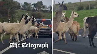 Llama-geddon | Escaped herd runs amok on busy motorway