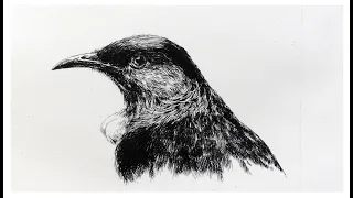 How to make a bird etching