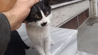 Cute Street Cat, who came after me to buy the cat food in my bag