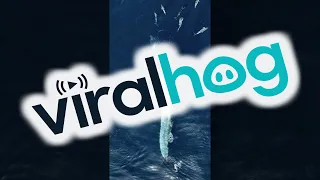 Amazing Aerial View of Whale Feeding || ViralHog