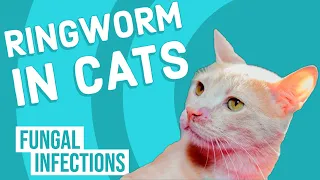 Ringworm in Cats