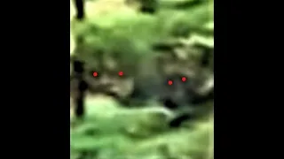 WORLD BIGFOOT TV ~ A Closer Look/ REAL SASQUATCH Caught on video ducks for cover!!