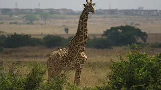 Conservationists Take On Giraffe Rescue from Island Floods in Kenya