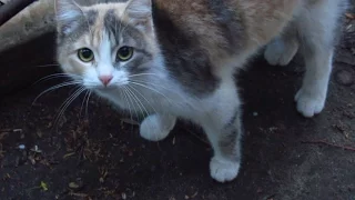 New cute cat meows on the street and asks for food