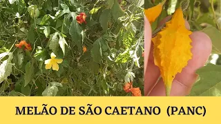 MELÃO DE SÃO CAETANO - UTILIZAÇÃO MEDICINAL E ALIMENTAÇÃO (PANC)