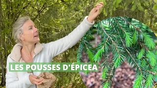 Cueillir et cuisiner les pousses d'épicéa (et de sapin)