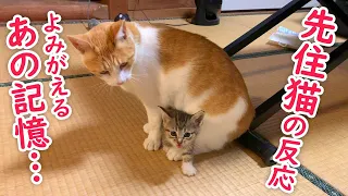 子猫保護12日目：先住猫は子猫を受け入れる？Part2