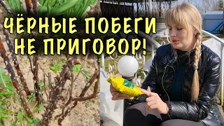 Открыли РОЗЫ, а ОНИ ЧЕРНЫЕ! СПАСТИ ЛЕГКО! Эффективный способ реанимации