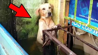 During the flood, the owners abandoned the dog and left. It is impossible to look without tears!