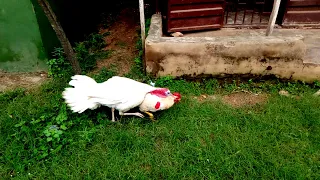 Cock vs turkey street fight 2 (2020)