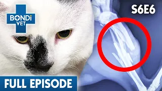 Lost Cat Returns Home with a Shattered Leg 😿 | Bondi Vet Season 6 Ep6 | Bondi Vet Full Episodes