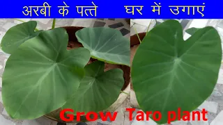 Arbi ke patte Ghar pe hi lagaye/Grow Taro plant at home.