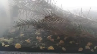 Как выглядит икра карася в аквариуме