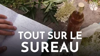 Tout sur le sureau noir, Sambucus nigra