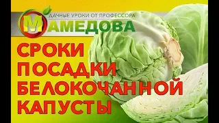 Сроки посадки белокочанной капусты