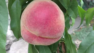 Персик Фруттерия / Peach Frutteia/ Новинка! Первые плоды. Отзыв и видео от питомника Макси Сад