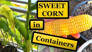 How to Grow Corn in Containers 🌽 [Seed to Harvest]