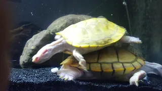 [118] Feeding Tilapia To My 10 Rare Turtles