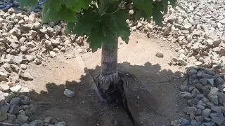Fix tree planted too deep