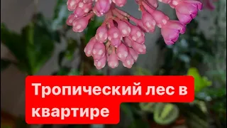 Снова показываю свой ботанический сад. Есть новые растения. Началась дружба с азалиями.