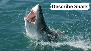 Describe A Shark|Explain The Shark Fish