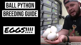 EPIC BALL PYTHON BREEDING GUIDE PART 3- EGGS