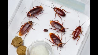 Can Cockroaches Really Survive A Nuclear Explosion?- Savannah Termite and Pest Control